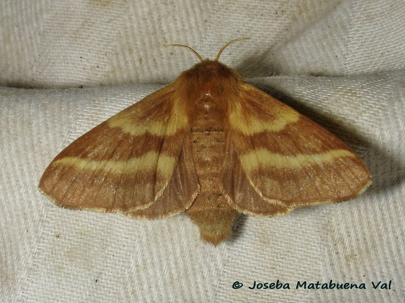 Malacosoma castrensis femmina